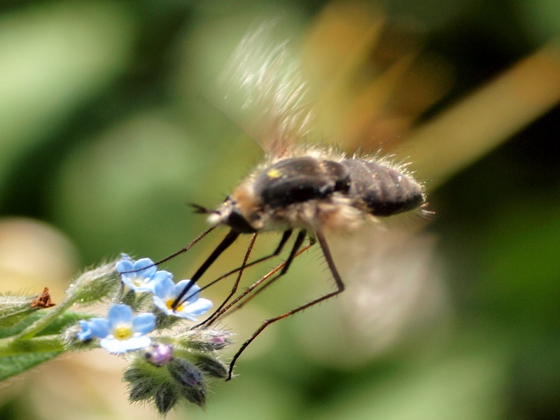 Bombyliidae